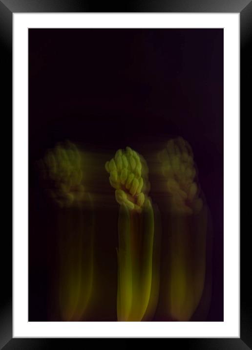 Green hyacinth Framed Mounted Print by Larisa Siverina