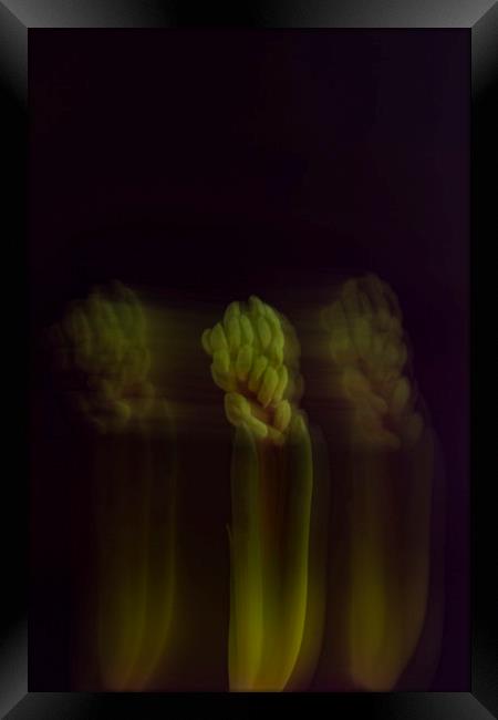 Green hyacinth Framed Print by Larisa Siverina