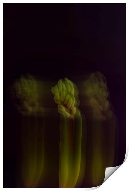 Green hyacinth Print by Larisa Siverina