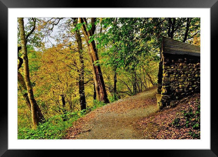 Strid Wood Walk Framed Mounted Print by Diana Mower