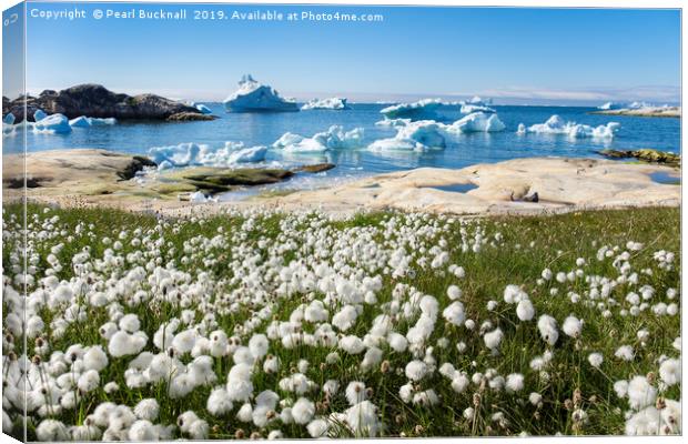 Arctic Cottongrass and Icebergs Greenland Canvas Print by Pearl Bucknall