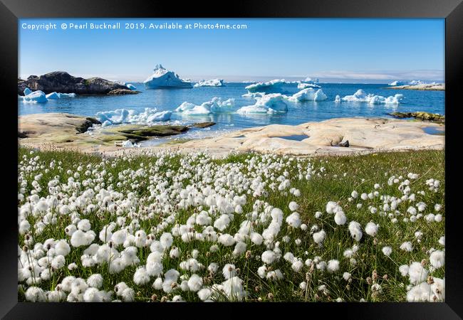 Arctic Cottongrass and Icebergs Greenland Framed Print by Pearl Bucknall