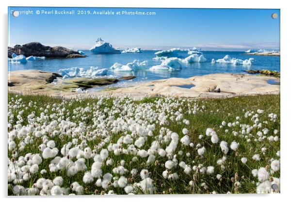 Arctic Cottongrass and Icebergs Greenland Acrylic by Pearl Bucknall