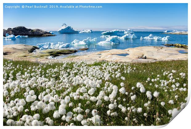 Arctic Cottongrass and Icebergs Greenland Print by Pearl Bucknall