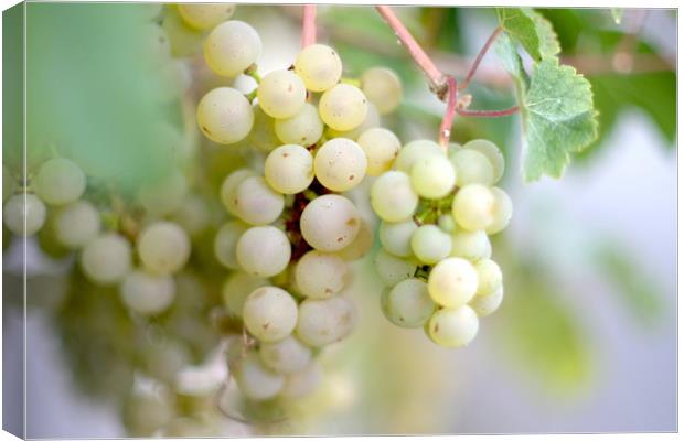 Ripening grapes                                  Canvas Print by Ling Peng