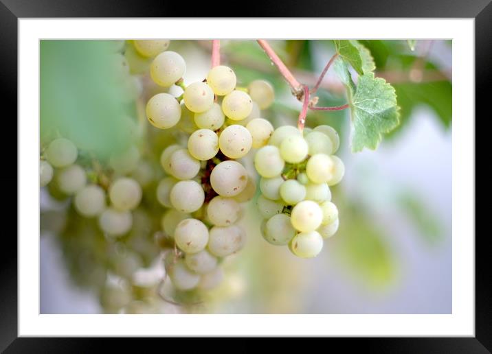 Ripening grapes                                  Framed Mounted Print by Ling Peng