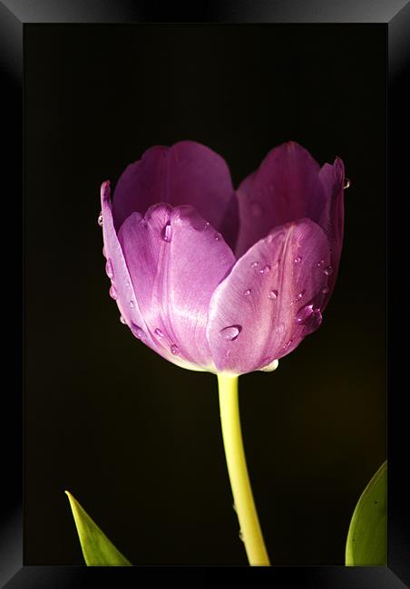 in the shadows Framed Print by Dawn Cox