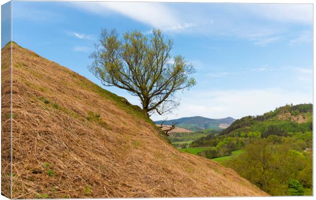 The Lone Tree Canvas Print by CHRIS BARNARD