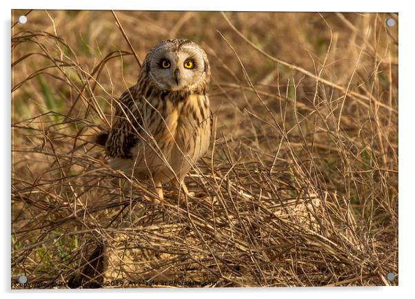Short Eared Owl Acrylic by Pete Lawless