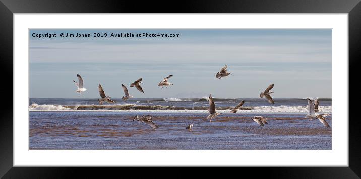 Seventeen super seaside seagulls Framed Mounted Print by Jim Jones