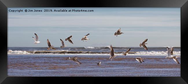 Seventeen super seaside seagulls Framed Print by Jim Jones