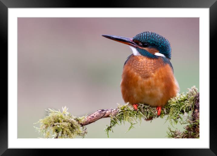 Female Kingfisher Framed Mounted Print by Mike Cave