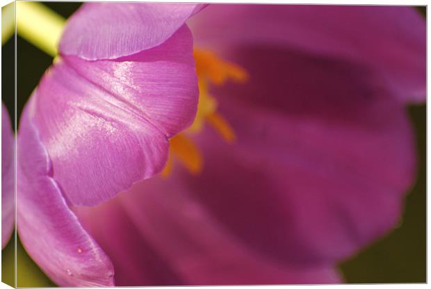 close up of a tulip Canvas Print by Dawn Cox