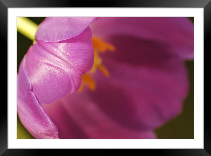 close up of a tulip Framed Mounted Print by Dawn Cox