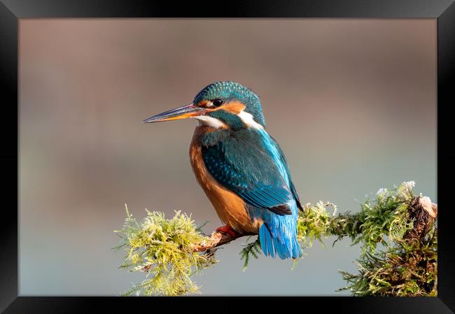 Female Kingfisher in Spring Framed Print by Mike Cave