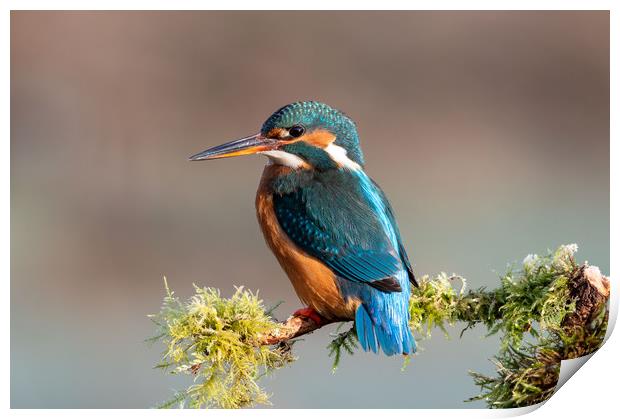 Female Kingfisher in Spring Print by Mike Cave