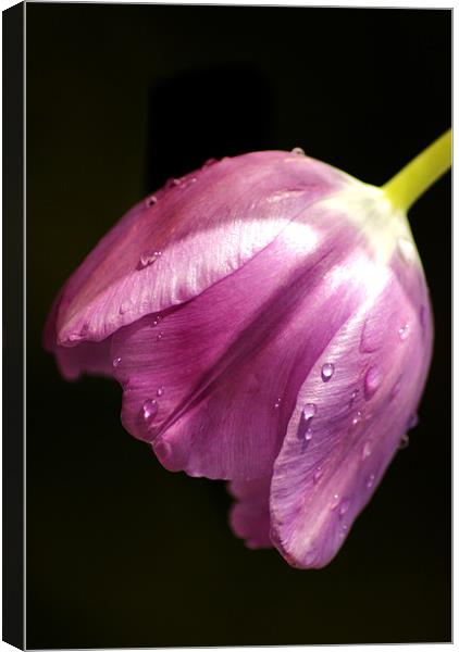 tulip in the rain Canvas Print by Dawn Cox