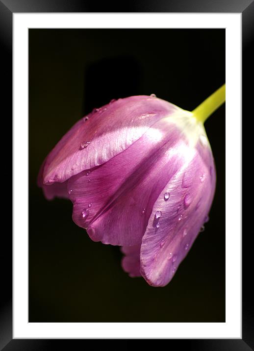 tulip in the rain Framed Mounted Print by Dawn Cox