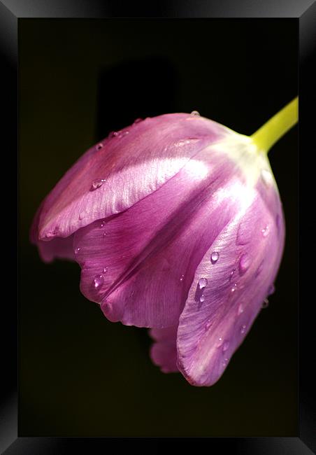 tulip in the rain Framed Print by Dawn Cox