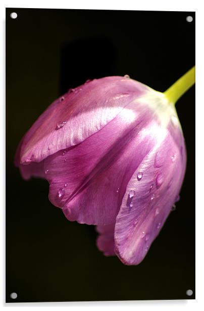tulip in the rain Acrylic by Dawn Cox
