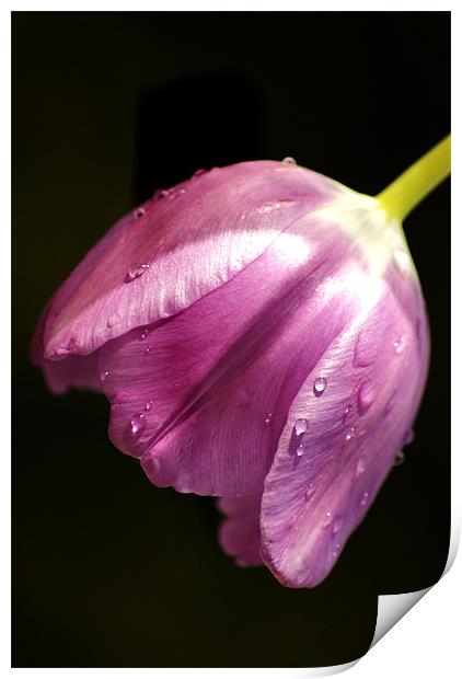 tulip in the rain Print by Dawn Cox