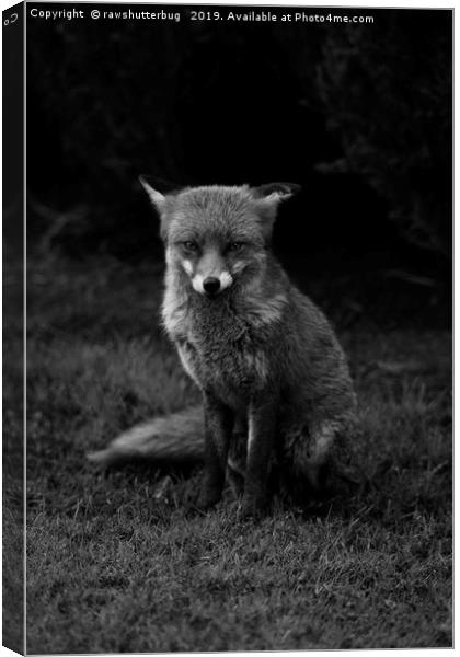 Sitting Fox Mono Canvas Print by rawshutterbug 