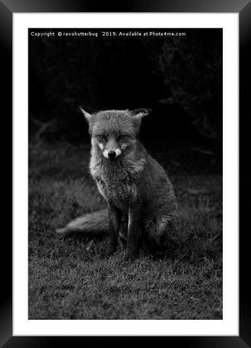 Sitting Fox Mono Framed Mounted Print by rawshutterbug 