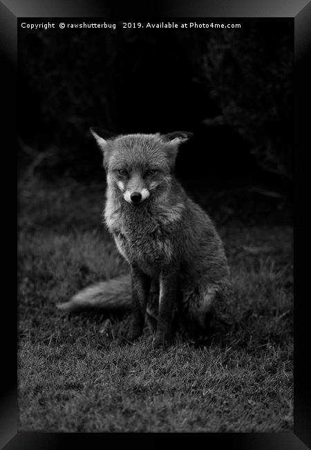 Sitting Fox Mono Framed Print by rawshutterbug 