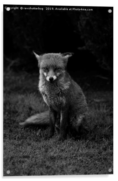 Sitting Fox Mono Acrylic by rawshutterbug 