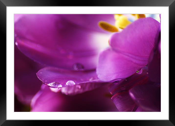 purple rain Framed Mounted Print by Dawn Cox