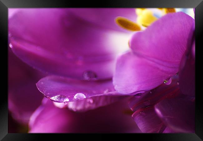 purple rain Framed Print by Dawn Cox