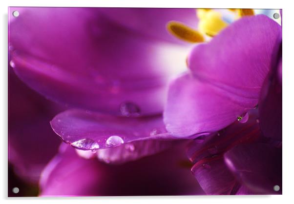 purple rain Acrylic by Dawn Cox