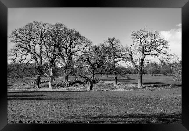 Majestic Monochrome Forest Framed Print by Heidi Hennessey