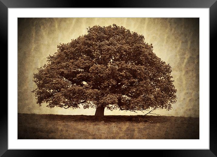 Lone Tree Framed Mounted Print by S Fierros