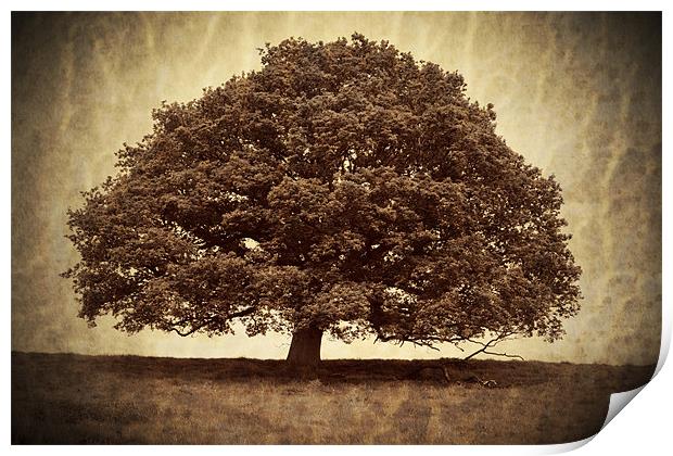 Lone Tree Print by S Fierros