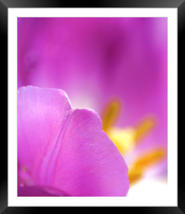 Tulip Framed Mounted Print by Dawn Cox