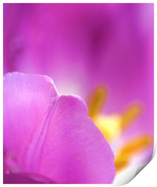 Tulip Print by Dawn Cox