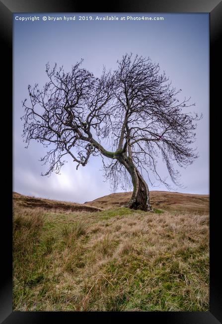 Frandy Tree Glen Devon Framed Print by bryan hynd