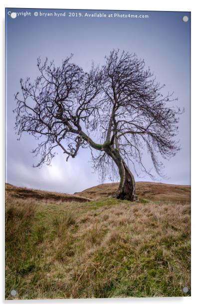 Frandy Tree Glen Devon Acrylic by bryan hynd
