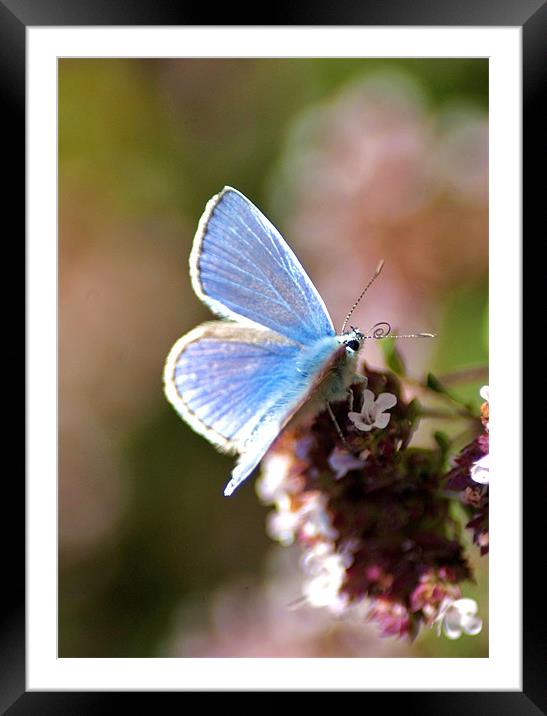 beautiful blue Framed Mounted Print by Dawn Cox