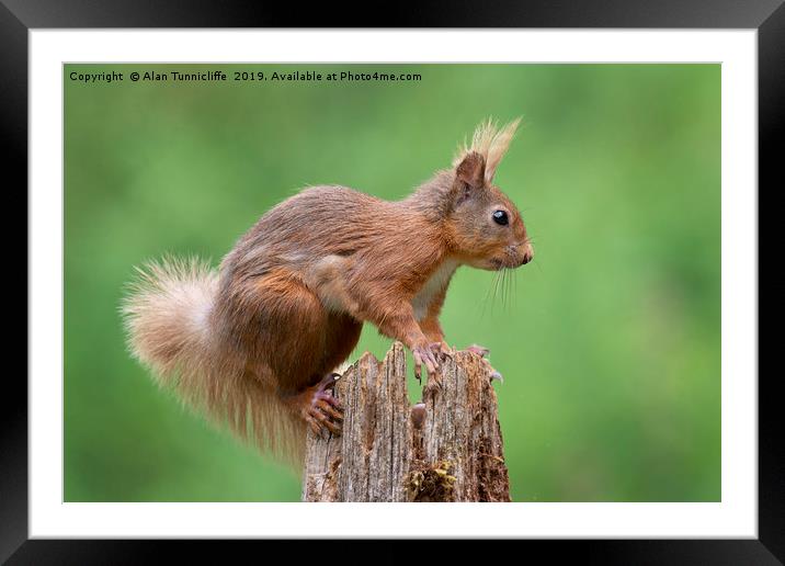 Red squirrel Framed Mounted Print by Alan Tunnicliffe