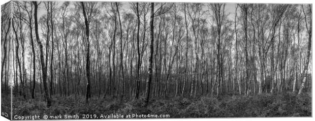 Silver Birches Canvas Print by mark Smith