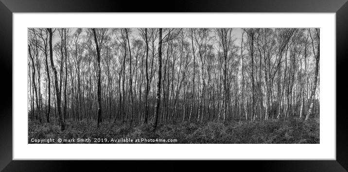 Silver Birches Framed Mounted Print by mark Smith
