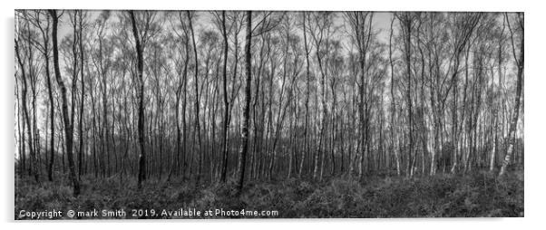 Silver Birches Acrylic by mark Smith