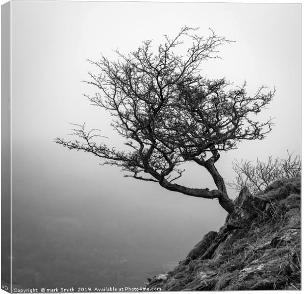 Lone Tree Loughrigg Fell  Canvas Print by mark Smith