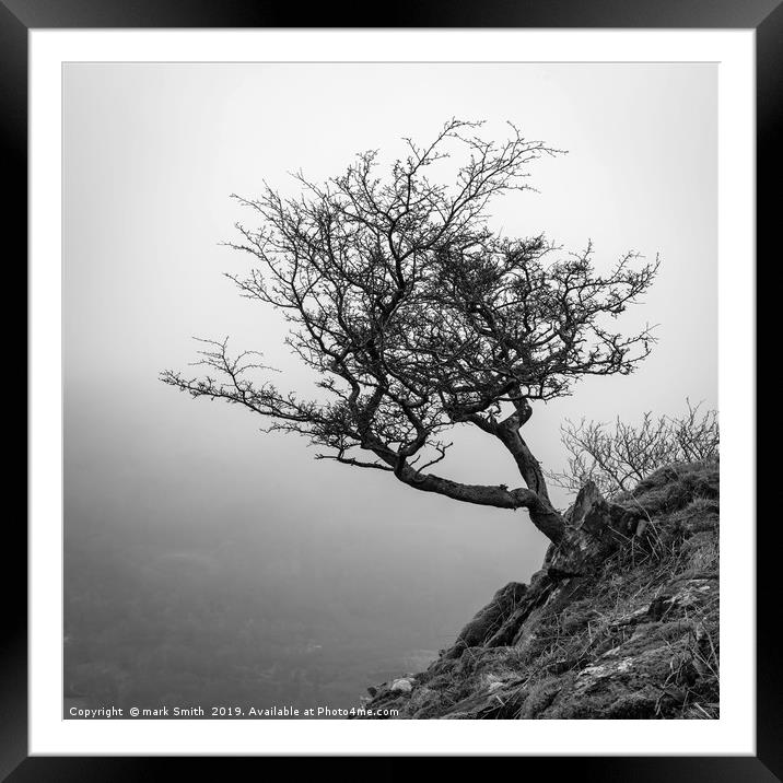Lone Tree Loughrigg Fell  Framed Mounted Print by mark Smith