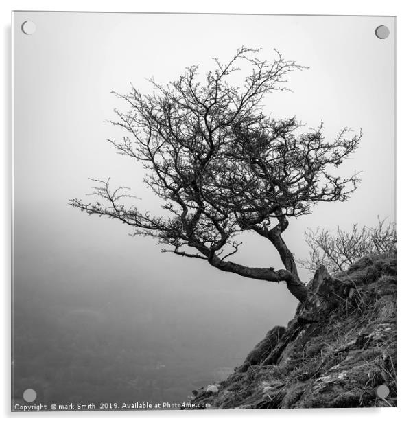 Lone Tree Loughrigg Fell  Acrylic by mark Smith