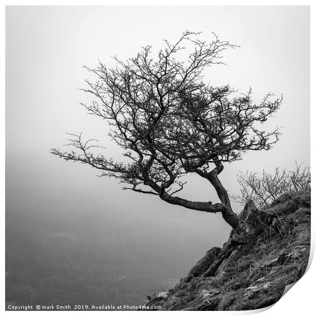 Lone Tree Loughrigg Fell  Print by mark Smith
