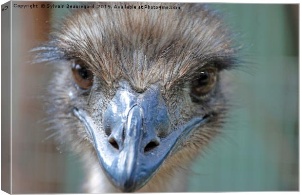 Emu real close-up Canvas Print by Sylvain Beauregard