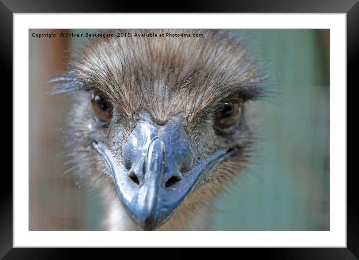 Emu real close-up Framed Mounted Print by Sylvain Beauregard